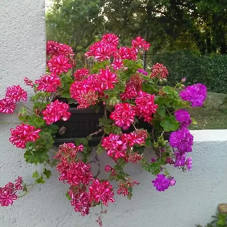 Apartamento Apartman Nikol I Petra, 50m From The Beach Bibinje